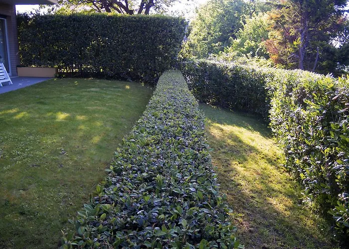 Collemare * 페자로